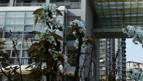 西交大苏州附中国际部招生信息及学费